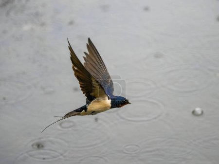 Foto de A Barn Swallow braving the rain, water glistening in the background. - Imagen libre de derechos