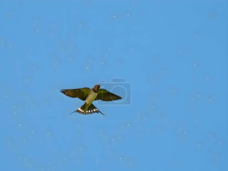 Foto de Barn Swallow gracefully gliding through the clear blue sky. - Imagen libre de derechos