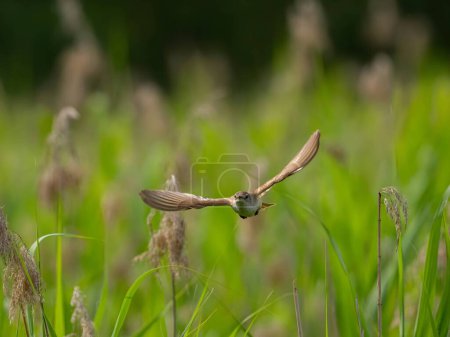 Téléchargez les photos : Great Reed Warbler taking flight with its wings gracefully folded. - en image libre de droit