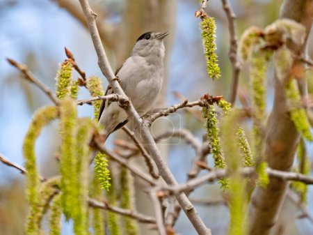 Photo for Eurasian Blackcap on a tree branch, set against the vast expanse of the sky. - Royalty Free Image