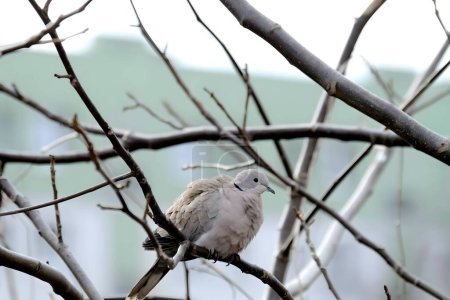 Photo for Eurasian collared dove perched gracefully on a tree branch, its soft cooing blending with the serenity of nature. - Royalty Free Image