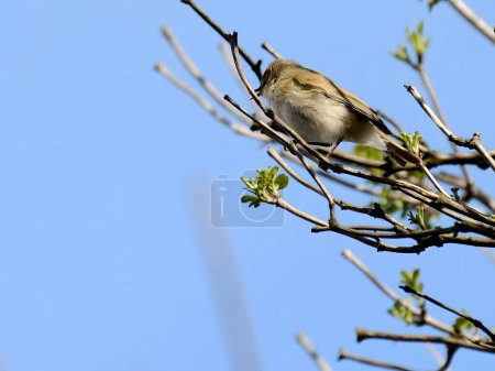 Téléchargez les photos : A Common Chiffchaff perched delicately on a branch, its melodious song filling the air, with a softly blurred background adding to the tranquil scene. - en image libre de droit