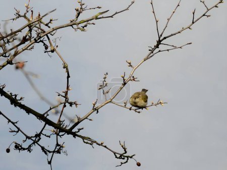 Téléchargez les photos : A Common Chiffchaff perched delicately on a branch, its melodious song filling the air, with a softly blurred background adding to the tranquil scene. - en image libre de droit