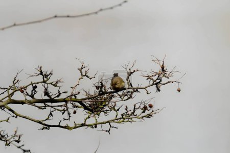 Photo for A Common Chiffchaff perched delicately on a branch, its melodious song filling the air, with a softly blurred background adding to the tranquil scene. - Royalty Free Image