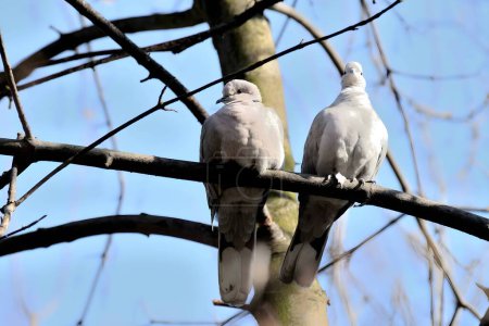 Téléchargez les photos : Deux colombes à collier eurasien perchées gracieusement sur une branche d'arbre, leur plumage se mélangeant harmonieusement avec la verdure environnante. - en image libre de droit
