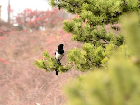 Photo for A stunning close-up photo of a magpie perched gracefully on a conifer tree. Its iridescent feathers and sharp beak catch the eye in this captivating shot. - Royalty Free Image