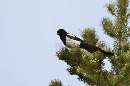 Photo for A stunning close-up photo of a magpie perched gracefully on a conifer tree. Its iridescent feathers and sharp beak catch the eye in this captivating shot. - Royalty Free Image
