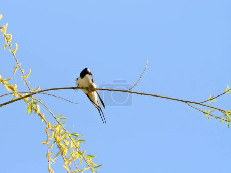 Foto de Granero tragar agraciadamente encaramado en una rama verde vibrante, sus alas se extendieron ampliamente, enmarcado por el vasto cielo azul y rodeado por la belleza de la naturaleza. - Imagen libre de derechos