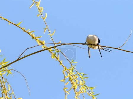 Foto de Granero tragar agraciadamente encaramado en una rama verde vibrante, sus alas se extendieron ampliamente, enmarcado por el vasto cielo azul y rodeado por la belleza de la naturaleza. - Imagen libre de derechos