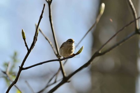 Photo for Tiny bird perched on a branch. - Royalty Free Image