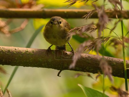 Photo for Common chiffchaff sitting on a tree branch amidst greenery.Wildlife photo! - Royalty Free Image
