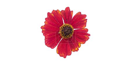 Téléchargez les photos : Fleur de plante Tickseed rouge avec fond blanc - en image libre de droit