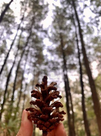 A hand holding a pine cone with a blurred pine forest in the background