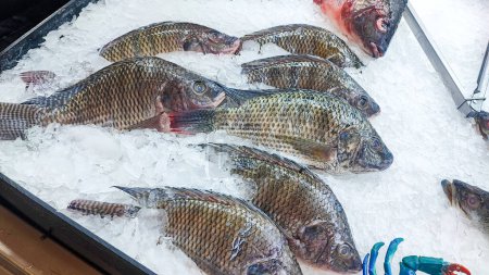 Photo for Freshly Tilapia fishes lies on ice in a supermarket or fish shop, Fresh Nile tilapia fish sale in supermarket - Royalty Free Image