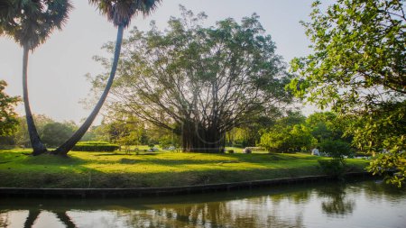 Foto de Hermoso panorama del parque verde de la ciudad al amanecer, Green Park en Urban, hacer ejercicio y relajarse - Imagen libre de derechos
