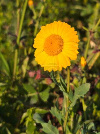 Foto de Hermosa flor amarilla en el jardín - Imagen libre de derechos