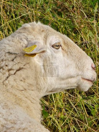 Schafe auf dem Feld