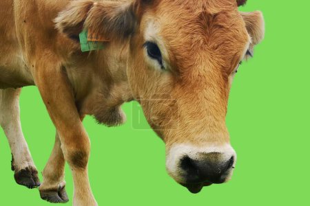 Colorful Cow: Vibrant Images of Cows against Yellow, Green, and Blue Backgrounds