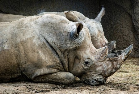 Photo for A captivating portrait of two rhinoceros peacefully resting in their natural habitat, showcasing their majestic presence. - Royalty Free Image