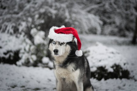 Téléchargez les photos : Vacances d'hiver, Nouvel An et Noël. Chien Husky ? ? dans un chapeau de gnome en hiver dans une forêt enneigée. Photo de haute qualité - en image libre de droit