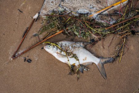 Photo for Dead fish scavenger on the sandy shore of Lake Peipus. High quality photo - Royalty Free Image