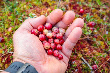 Téléchargez les photos : Cranberries in a man's hand picked from an Estonian swamp. High quality photo - en image libre de droit