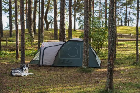 Camping in nature in Estonia with a dog in summer. A husky lies next to a tent in the forest. High quality photo