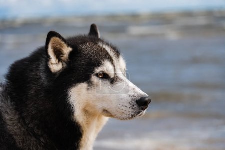 Photo for Portrait of an adult Siberian Husky dog ??in nature, close-up photo. High quality photo - Royalty Free Image