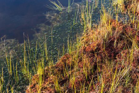 Téléchargez les photos : Water in a swamp in autumn, close-up. High quality photo - en image libre de droit