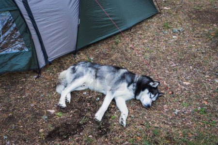 Téléchargez les photos : A husky dog ??sleeps in nature near a tent. High quality photo - en image libre de droit