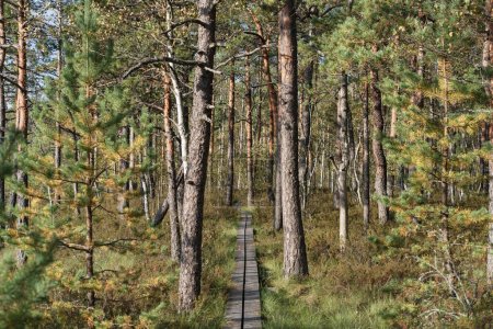 Téléchargez les photos : Nature de l'Estonie. Chemin en bois pour un voyageur dans la forêt au marais Seli. Photo de haute qualité - en image libre de droit