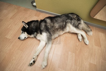 Téléchargez les photos : A husky dog ??sleeps on the floor in an apartment. High quality photo - en image libre de droit