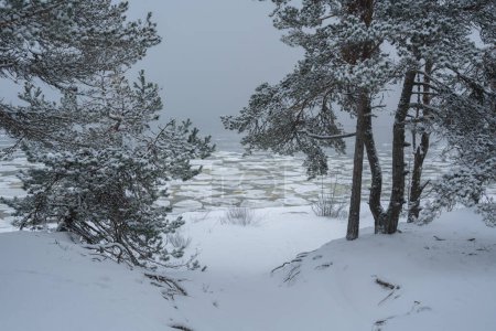 Winter nature landscape of Estonia. Snow-covered seashore of the frozen Baltic Sea. High quality photo
