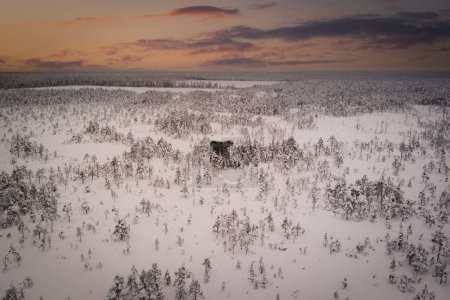 Téléchargez les photos : Scène de nature hivernale d'Estonie. Tour d'observation sur la célèbre Viru raba en hiver au lever du soleil. Vue sur drone. - en image libre de droit