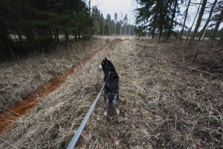 Mit einem Husky-Hund spazieren gehen? ? an der Leine in der Natur im Frühling. Hochwertiges Foto