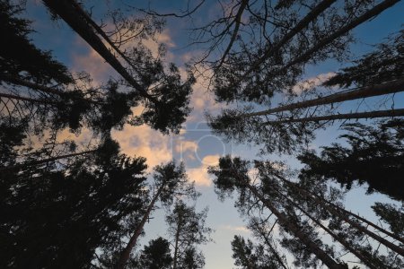 Nature of Estonia, pine trees in the forest against the background of a landscape with clouds. High quality photo
