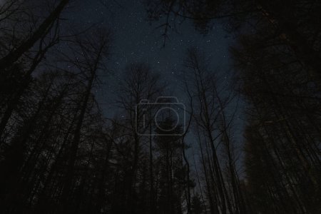 Night scene, winter forest, trees against the background of the starry sky. High quality photo