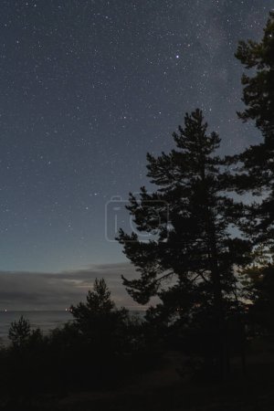 Night scene, forest on the shore of Lake Peipus, starry sky. Vertical photo. High quality photo