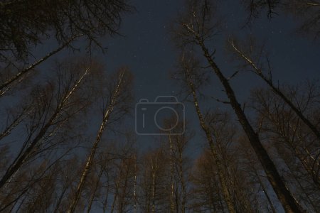 Night scene, Estonia, winter forest, trees against the background of the starry sky. High quality photo