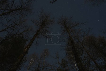 Night scene, Estonian nature, winter forest, trees against the background of the starry sky. High quality photo