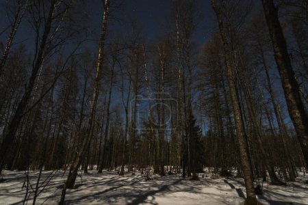 Night Estonian landscape, winter forest illuminated by moonlight. High quality photo