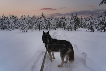 Walking with a husky dog ??on a leash in nature in winter in the forest with a beautiful sunset sky. High quality photo