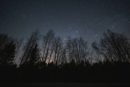 Silhouettes of trees in early spring forest against the background of the starry sky. 