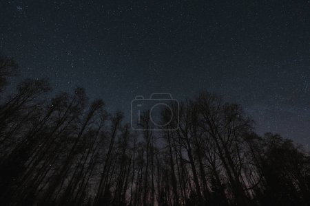 Foto nocturna, astrofotografía paisajística. Árboles forestales sin hojas sobre el fondo del cielo estrellado. 