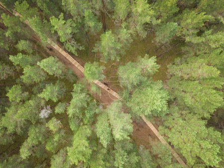 A man with a husky dog ??walks along a wooden road in a pine forest, photo from above from a drone. 