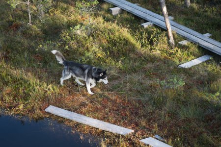 Téléchargez les photos : Un chien husky ? ? coule dans la nature à travers un marais en été, vue du haut. - en image libre de droit