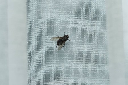 Eine Fliege sitzt auf dem Vorhang, Nahaufnahme Foto. 