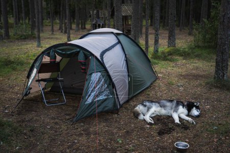Camping, husky dog ??sleeps near a tent in the forest in summer. 