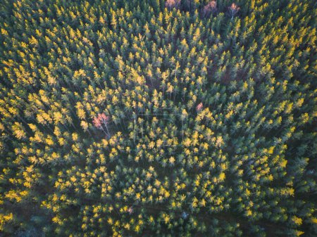 Fotohintergrundstruktur, Kiefernwald in Estland, Kaberneeme, Drohnenblick aus der Luft. 