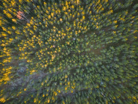 Photo background texture, pine forest in Estonia, Kaberneeme , aerial view. . High quality photo